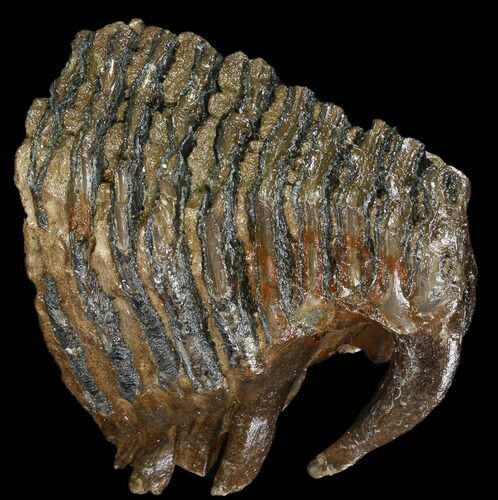 Partial Woolly Mammoth Molar - North Sea #123672